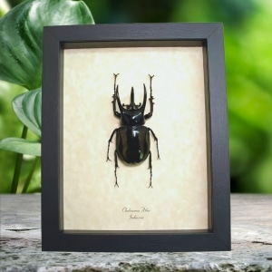Real Framed Atlas Beetle Chalcosoma atlas Taxidermy Display