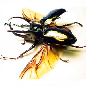 Real Framed Flying Atlas Beetle Chalcosoma atlas Taxidermy Display