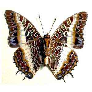 Charaxes brutus verso African Butterfly White-barred Emperor Framed Taxidermy Display