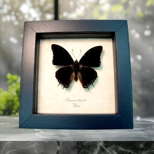 Charaxes etheocles Black Demon Butterfly Framed Taxidermy Display