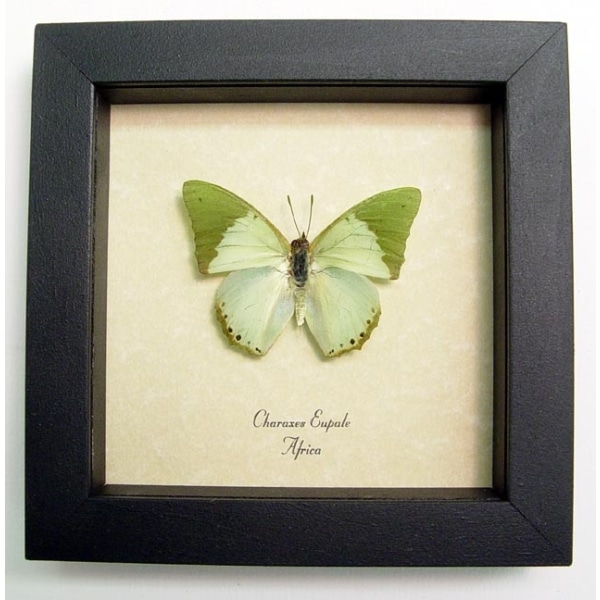Charaxes eupale African Green Leaf Butterfly Framed Taxidermy Display