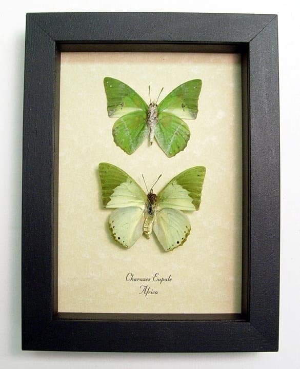 CHARAXES