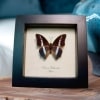 Charaxes hildebrandti Blue African Butterfly Framed Taxidermy Display