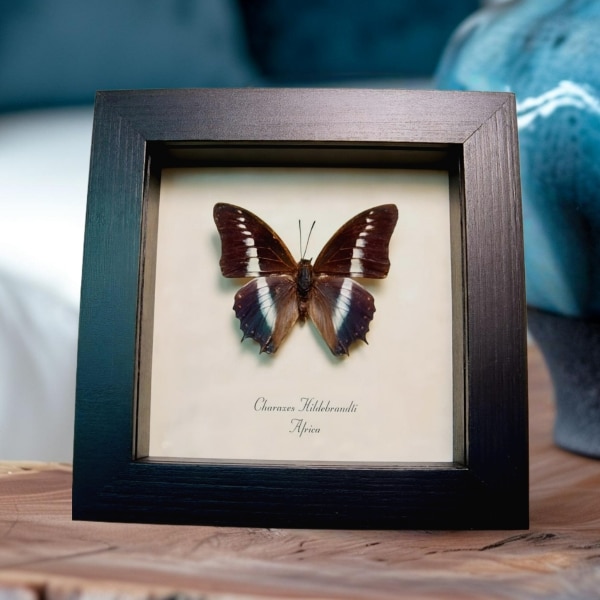 Charaxes hildebrandti Blue African Butterfly Framed Taxidermy Display