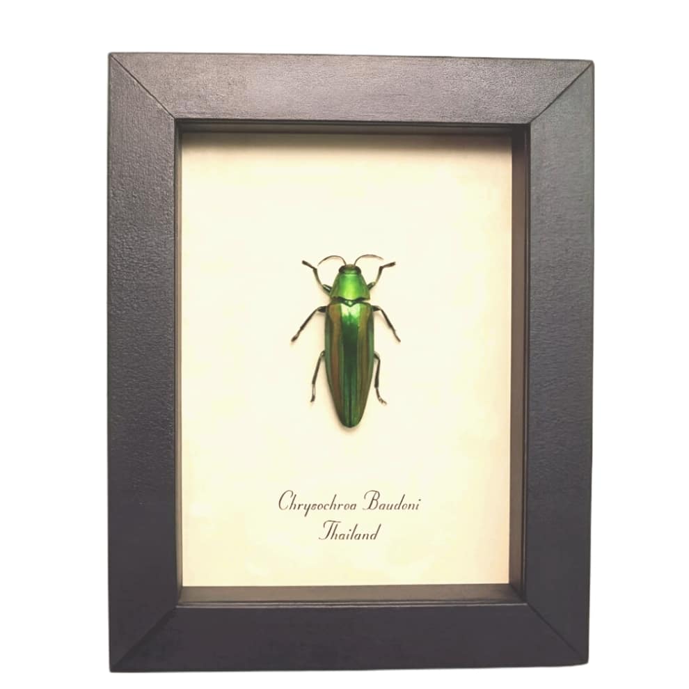 Green Jewel Beetle Chrysochroa baudoni Framed Taxidermy Display