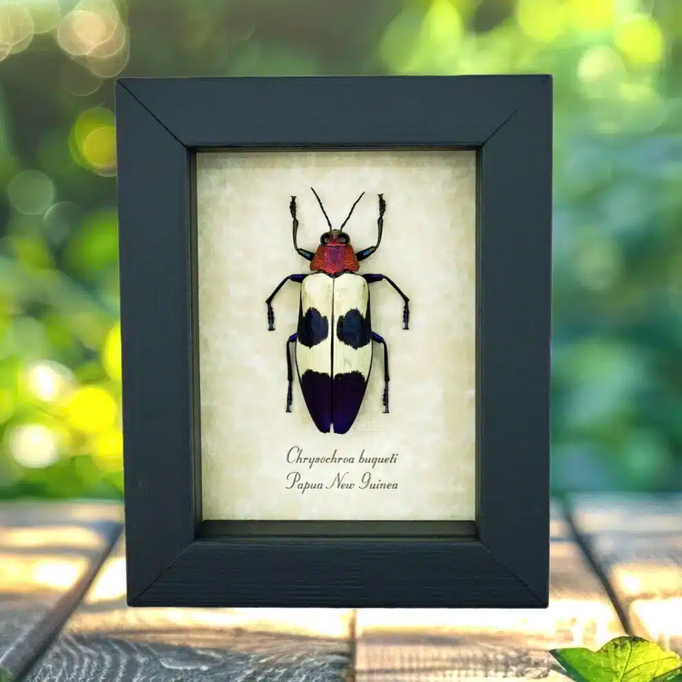 Purple Jewel Beetle Chrysochroa buqueti rugicollis Framed Taxidermy Display