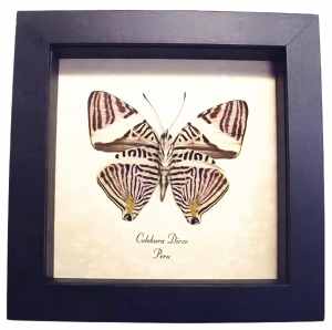 Framed Kaleidoscope Butterfly Colobura dirce Taxidermy Display