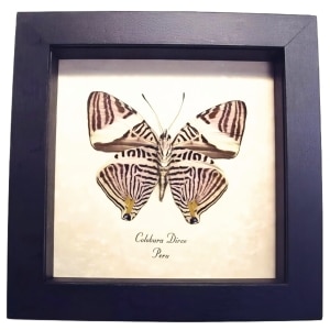 Framed Kaleidoscope Butterfly Colobura dirce Taxidermy Display