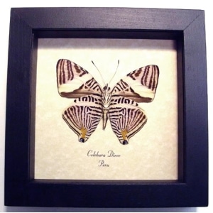 Colobura dirce Kaleidoscope Butterfly Framed Taxidermy Display