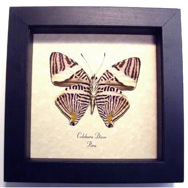 Colobura dirce Kaleidoscope Butterfly Framed Taxidermy Display