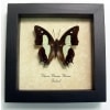 Polyura athama Common Nawab Green Butterfly Framed Taxidermy Display