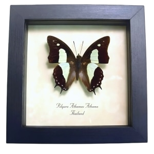 Common Nawab Green Butterfly Polyura athama Framed Taxidermy Display