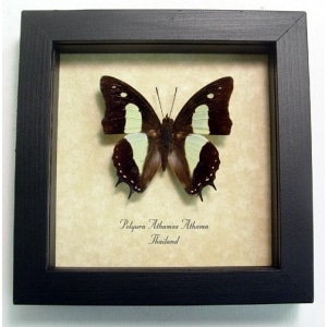 Polyura athama Common Nawab Green Butterfly Framed Taxidermy Display
