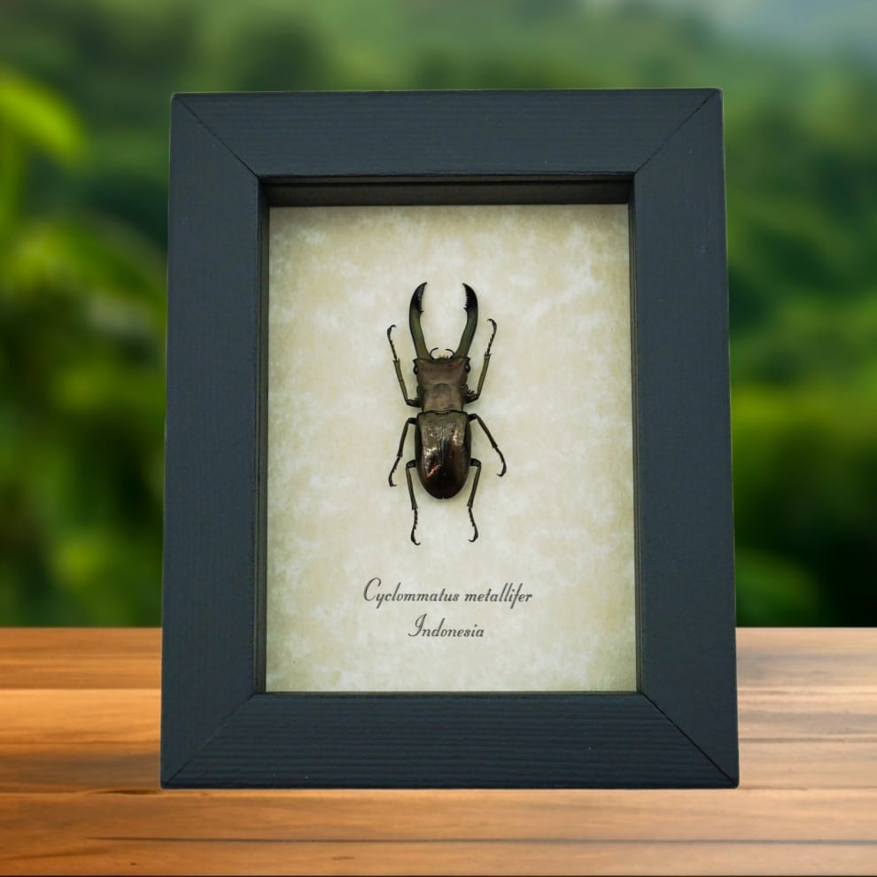 Framed Bronze Stag Beetle Cyclommatus metallifer 37mm Taxidermy Display
