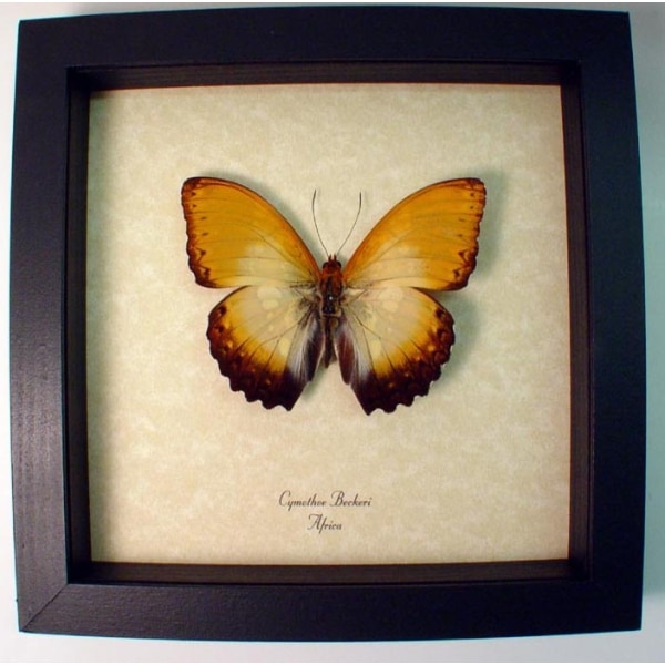 Cymothoe beckeri Male African Butterfly Framed Taxidermy Display