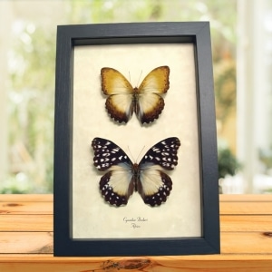 African Butterflies Cymothoe Beckeri Pair Framed Butterfly Taxidermy Display