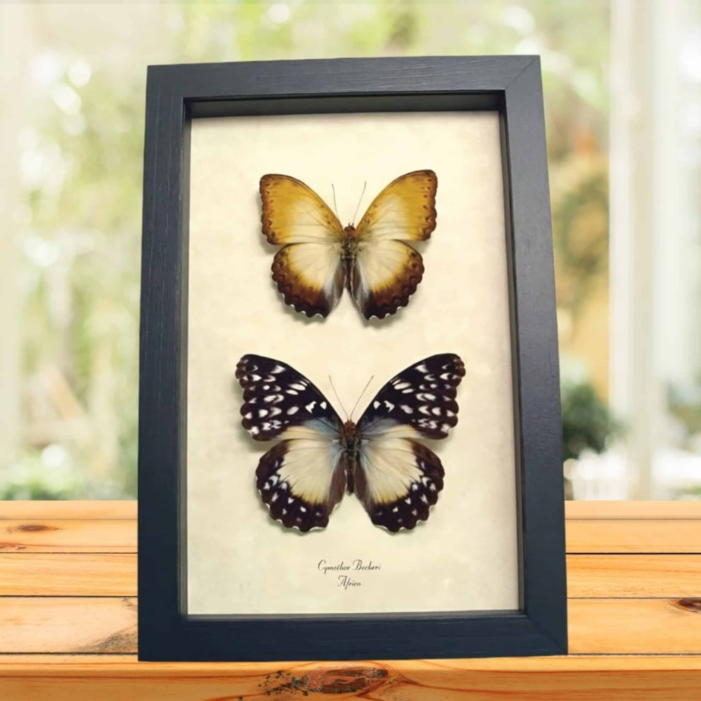 African Butterflies Cymothoe Beckeri Pair Framed Butterfly Taxidermy Display African Butterflies Cymothoe Beckeri Pair Framed Butterfly Taxidermy Display