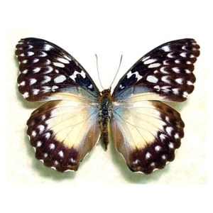 Cymothoe Beckeri Female African Butterfly Framed Taxidermy Display