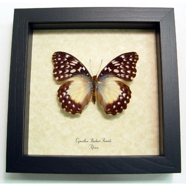Cymothoe Beckeri Female African Butterfly Framed Taxidermy Display