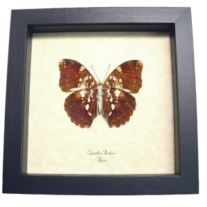 Cymothoe beckeri Verso Male African Butterfly Framed Taxidermy Display