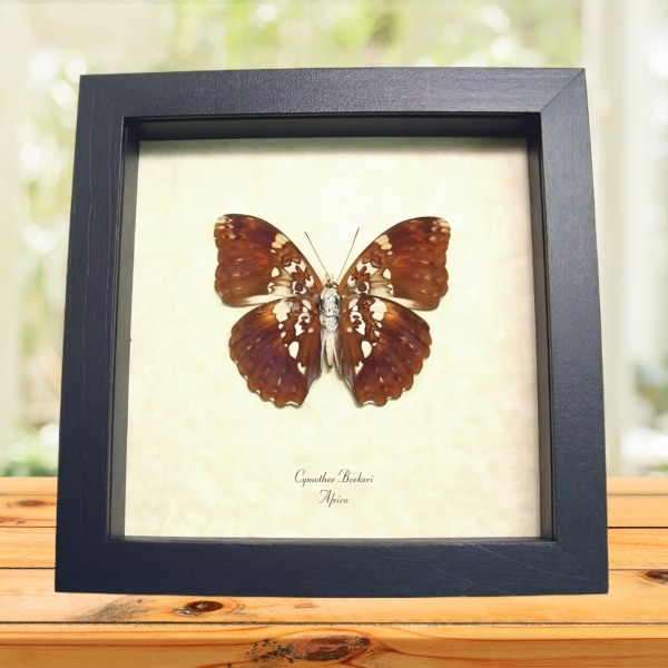 Cymothoe beckeri Verso Male African Butterfly Framed Taxidermy Display