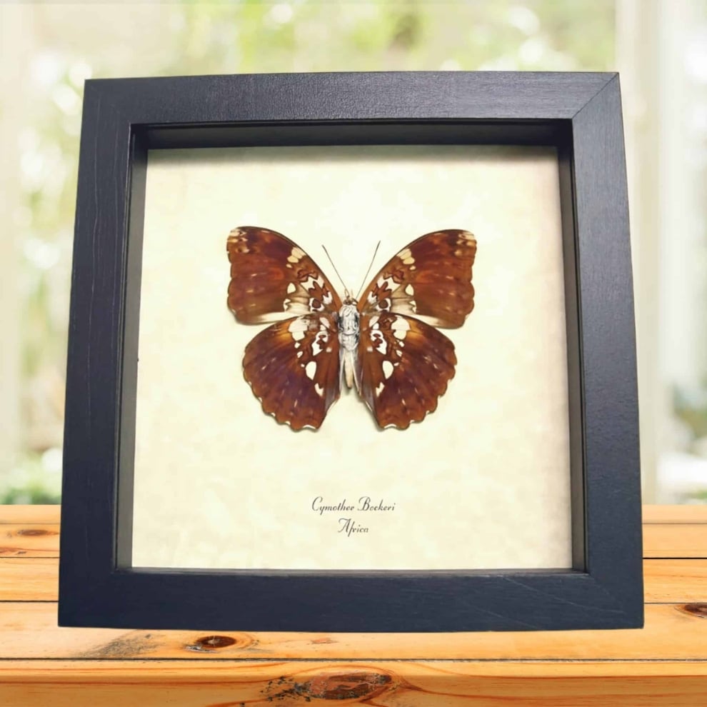 Cymothoe beckeri Verso Male African Butterfly Framed Taxidermy Display
