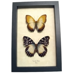 African Butterflies Cymothoe Beckeri Pair Framed Butterfly Taxidermy Display