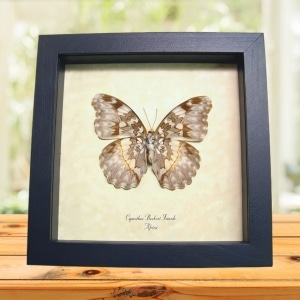 Cymothoe Beckeri Female Verso African Butterfly Framed Taxidermy Display