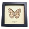 Cymothoe Beckeri Female Verso African Butterfly Framed Taxidermy Display