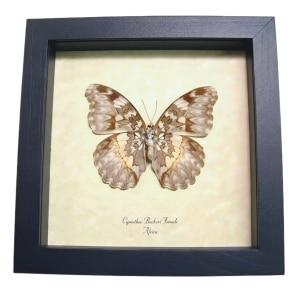 Cymothoe Beckeri Female Verso African Butterfly Framed Taxidermy Display