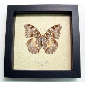 Cymothoe Beckeri Female Verso Butterfly Becker’s creamy yellow glider Framed Taxidermy Display