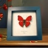 Cymothoe excelsa Scalloped Red Glider Butterfly Framed Taxidermy