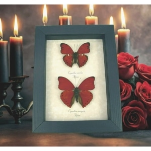 Red Heart Butterfly Collection Real Framed Butterflies Taxidermy Display