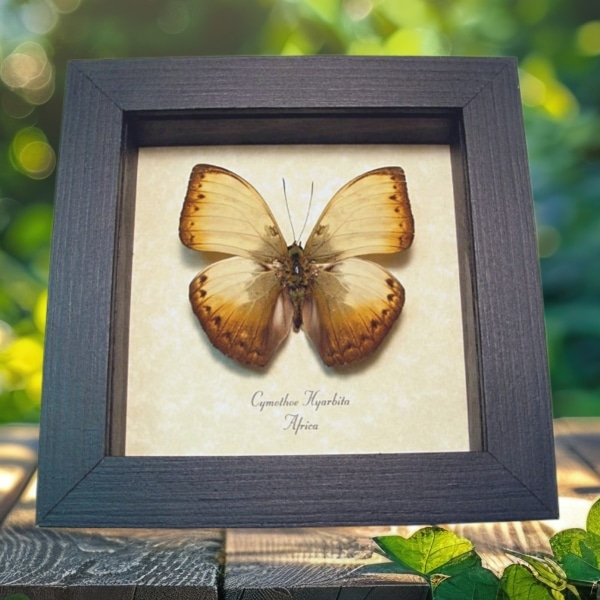 Real Framed Creamy Yellow Glider Butterfly Cymothoe hyarbita Taxidermy Display