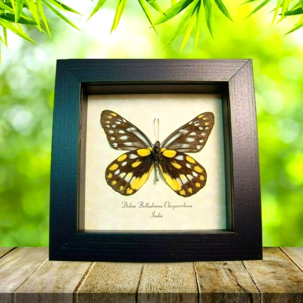 Delias belladonna chrysorrhoea Butterfly Hill Jezebel Framed Taxidermy Display