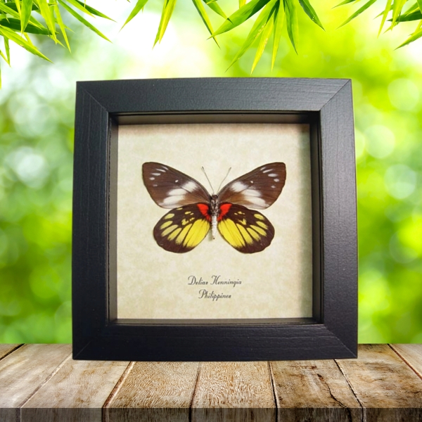 Delias Henningia Framed Butterfly Red Yellow Taxidermy Display