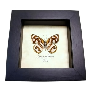 Framed Striped Butterfly Dynamine glauce verso Taxidermy Display