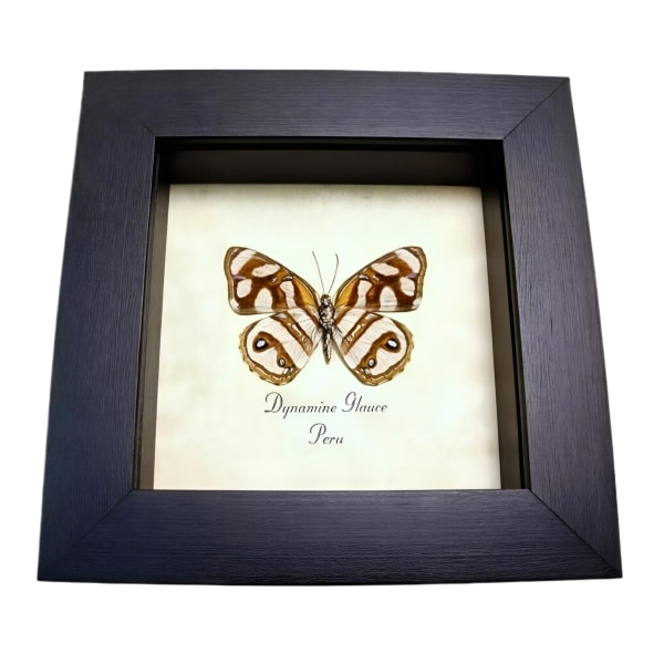 Framed Striped Butterfly Dynamine glauce verso Taxidermy Display
