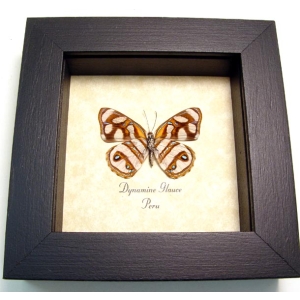 Dynamine glauce Wild Stripes Butterfly Framed Taxidermy Display