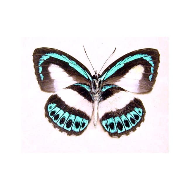 Danis danis Verso Electric blue butterfly Sug Retail 50 Butterfly
