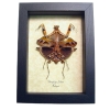 Deroplatys lobata Verso Dead Leaf Praying Mantis Framed Taxidermy Display