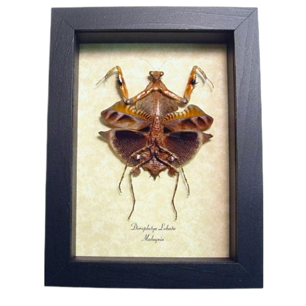 Deroplatys lobata Verso Dead Leaf Praying Mantis Framed Taxidermy Display