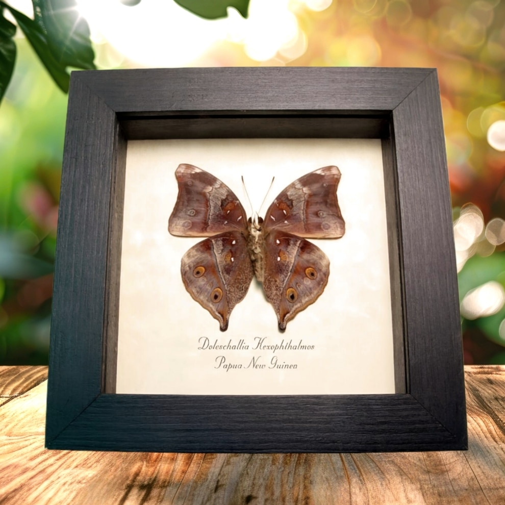 Autumn Leaf Mimic Butterfly Doleschallia hexophthalmos Framed Taxidermy Display Autumn Leaf Mimic Butterfly Doleschallia hexophthalmos Framed Taxidermy Display