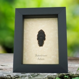 Trilobite Beetle Duliticola hoiseni Framed Taxidermy Display