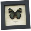 Euphaedra medon African Butterfly Widespread Forester Framed Taxidermy Display