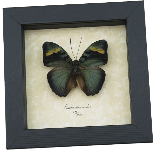 Euphaedra medon African Butterfly Widespread Forester Framed Taxidermy Display