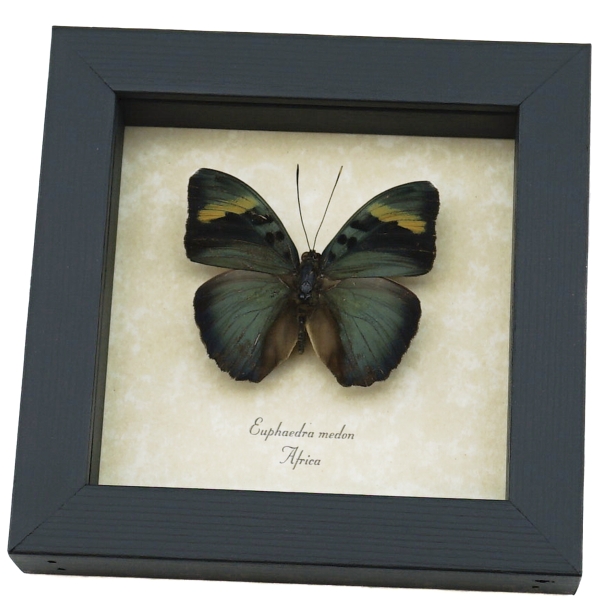 Euphaedra medon African Butterfly Widespread Forester Framed Taxidermy Display