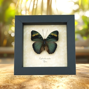 Euphaedra medon African Butterfly Widespread Forester Framed Taxidermy Display