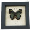 Euphaedra medon African Butterfly Widespread Forester Framed Taxidermy Display