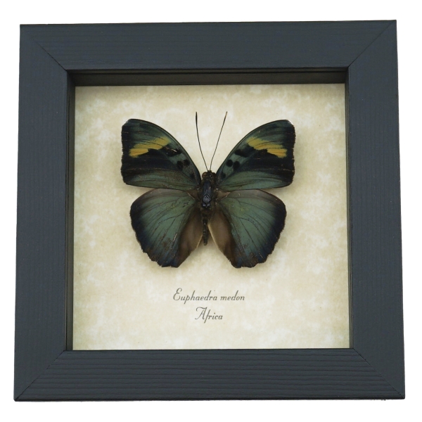 Euphaedra medon African Butterfly Widespread Forester Framed Taxidermy Display